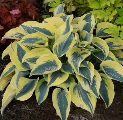 Jaunstāds - Hosta 'Autumn Frost' 